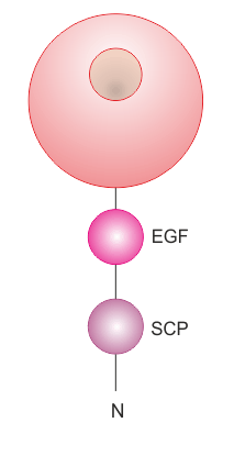 Group XIV domain organization